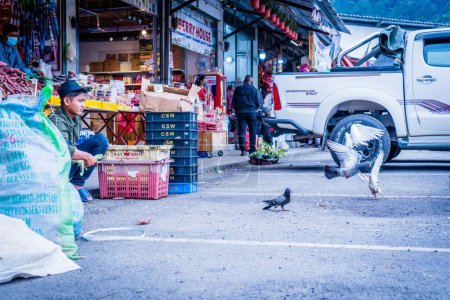 Photo for A boy feeding pigeons at a wet market in Cameron Highlands, Pahang, Malaysia - Royalty Free Image