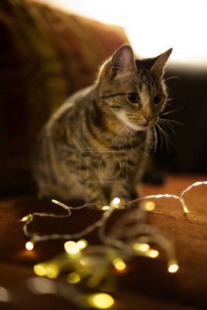 Foto de Un plano vertical de un adorable gato a rayas con luces navideñas. - Imagen libre de derechos