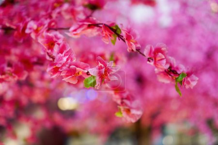 Téléchargez les photos : Une délicate fleur de prunier fleurissant dans le jardin, printemps - en image libre de droit
