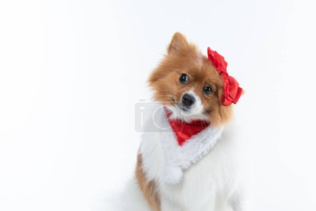 Foto de Un hermoso perro Spitz con decoraciones rojas aisladas sobre un fondo blanco - Imagen libre de derechos