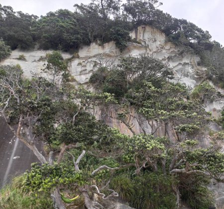 Téléchargez les photos : Une vue panoramique d'une formation rocheuse avec des arbres qui poussent dessus pendant la journée - en image libre de droit