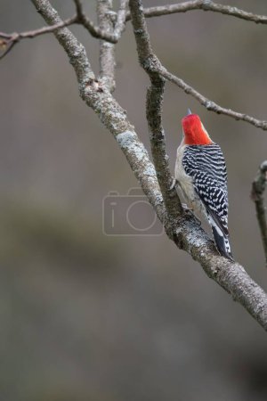 Photo for A cute little woodpecker standing on a dry leafless branch and looking up in a cold forest - Royalty Free Image
