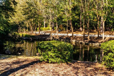 Photo for A beautiful shot of the lush green Swan Lake Iris Gardens park in Sumter, South Carolina - Royalty Free Image