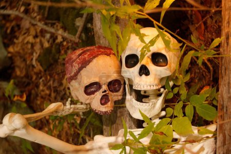 Téléchargez les photos : Une décoration thématique avec deux crânes humains avec des feuilles d'arbre au premier plan - style gothique - en image libre de droit