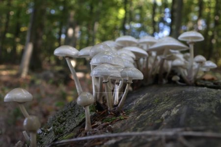 Téléchargez les photos : Gros plan des champignons blancs de porcelaine sur écorce d'arbre - en image libre de droit