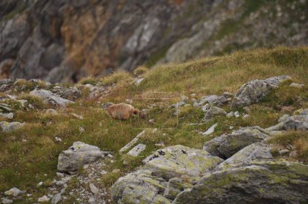 Téléchargez les photos : La marmotte alpine marchant sur les rochers du flanc des Alpes pendant la journée - en image libre de droit