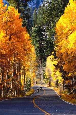 Photo for A vertical shot of autumn trees on Highway 395 in California - Royalty Free Image
