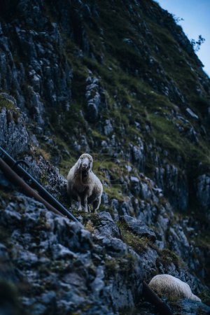 Foto de Un primer plano de la cabra en las montañas rocosas - Imagen libre de derechos