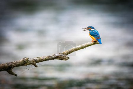 Photo for A selective focus of a kingfisher bird on a stick over a river - Royalty Free Image