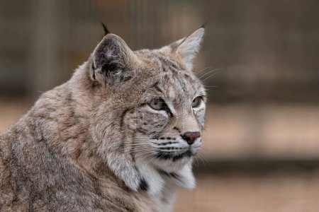 Téléchargez les photos : Portrait en gros plan d'un lynx eurasien dans un environnement naturel - en image libre de droit