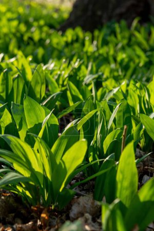 Photo for A selective focus of Wild garlic (Allium ursinum) green leaves in the forest,ground vertical shot - Royalty Free Image