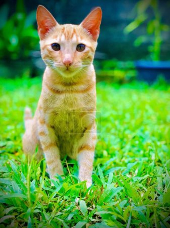 Photo for A vertical shot of a cat sitting on a lawn against a blurred background - Royalty Free Image