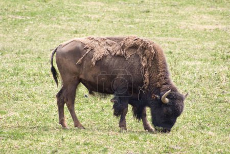 Foto de Un gran bisonte americano pastando en el campo sobre el fondo borroso en un día soleado - Imagen libre de derechos