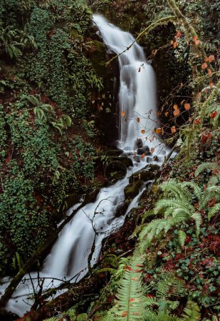 Téléchargez les photos : Plan vertical d'une cascade dans une forêt près de Ranier, Oregon, pendant la journée - en image libre de droit