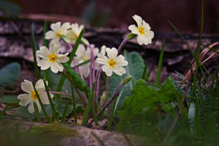 Foto de Un primer plano de crecimiento blanco Primula vulgaris flores - Imagen libre de derechos