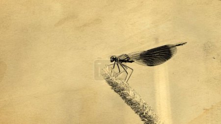 Téléchargez les photos : Grunge gros plan d'une demoiselle rayée (Calopteryx splendens) sur une plante sur fond crème - en image libre de droit