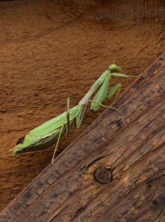 Photo for A vertical closeup shot of a mantis on a wood - Royalty Free Image