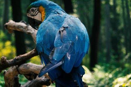Foto de Un enfoque selectivo vista de cerca de un pájaro guacamayo tropical posado en una rama de árbol - Imagen libre de derechos