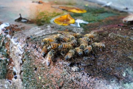 Téléchargez les photos : Abeilles à miel recueillant l'eau d'une pierre humide - en image libre de droit