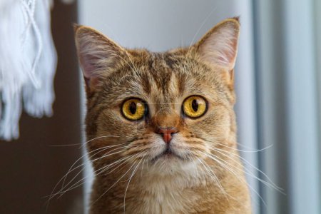 Foto de Un primer plano de la cara de un gato con enfoque mirando contra el fondo borroso - Imagen libre de derechos
