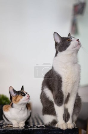 Téléchargez les photos : Un plan vertical de deux chats à poil court assis sur la table regardant vers le haut avec un fond flou - en image libre de droit