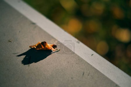 Téléchargez les photos : Gros plan d'une feuille d'automne jaune sur le sol au lever du soleil - en image libre de droit