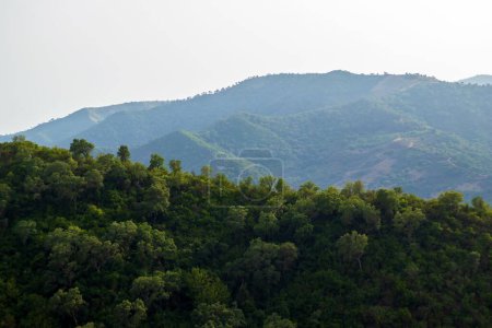 Téléchargez les photos : Une vue magnifique sur une forêt verdoyante, avec une montagne boisée dans la brume en arrière-plan - en image libre de droit