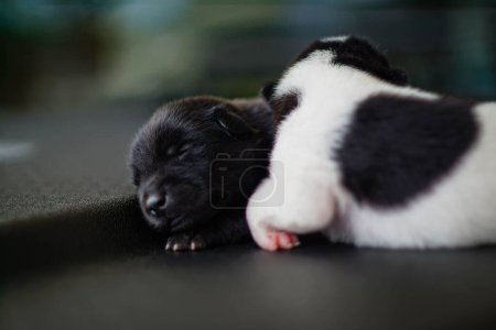 Photo for The cute newborn puppies sleeping - Royalty Free Image