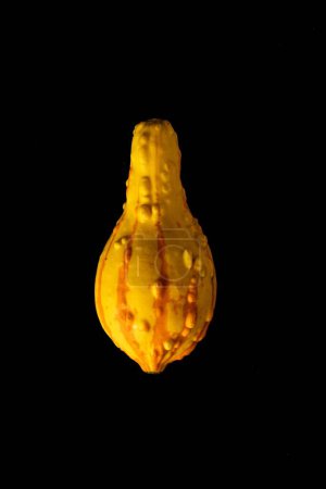 Photo for A closeup of a vibrant yellow gourd isolated on a pitch-black background - Royalty Free Image