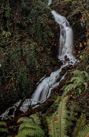 Téléchargez les photos : Plan vertical d'une cascade dans une forêt près de Ranier, Oregon, pendant la journée - en image libre de droit