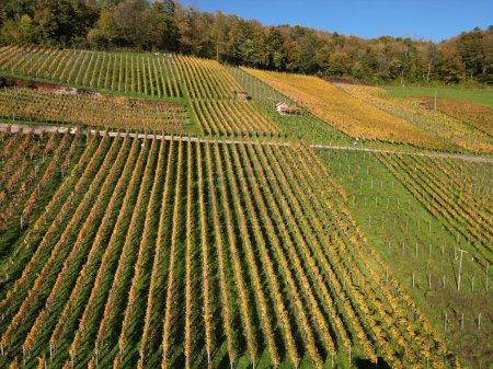 Photo for An aerial beautiful view of Vineyard in Weinberg during an autumn - Royalty Free Image