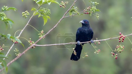 A closeup shot of an Asian koel (Eudynamys scolopaceus) perched on a tree
