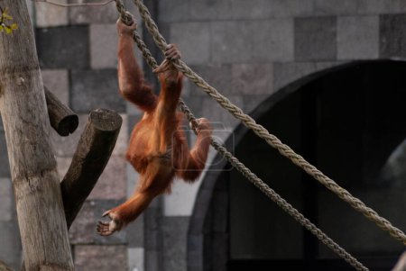 Téléchargez les photos : Vue de jour d'un singe orang-outan rouge se balançant sur les cordes dans un parc d'attractions - en image libre de droit
