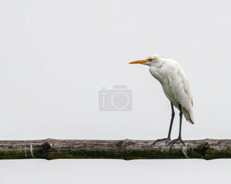 Photo for A wide shot of an Egret perching on a bamboo pole - Royalty Free Image