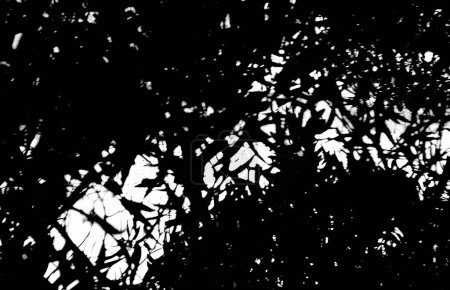 Foto de Escala de grises de ángulo bajo de las hojas de un árbol y el cielo, fondo abstracto - Imagen libre de derechos