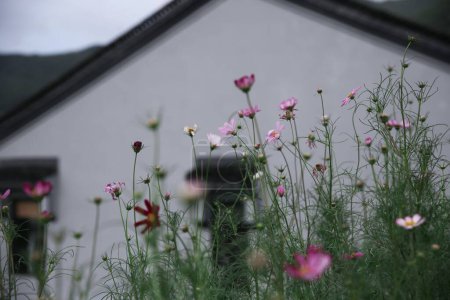 Foto de Un enfoque selectivo de flores pequeñas de color rosa en un jardín con una casa en el fondo - Imagen libre de derechos