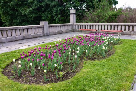 Foto de Un hermoso jardín de tulipanes morados y blancos en el parque Vigeland en Oslo, Noruega - Imagen libre de derechos