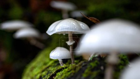 Photo for A selective focus shot of Oudemansiella mucida fungi on a mossy surface in a forest - Royalty Free Image