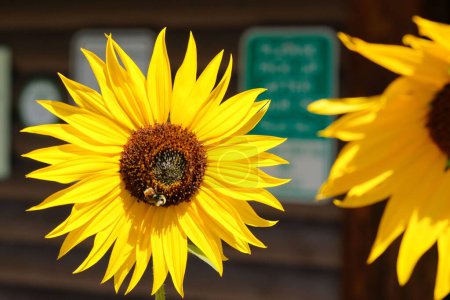 Photo for A Honey bee in a sunflower - Royalty Free Image