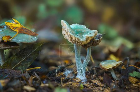 Téléchargez les photos : Un cliché sélectif de l'agaric verdigris (Stropharia caerulea) un champignon bleu-vert des bois visqueux - en image libre de droit