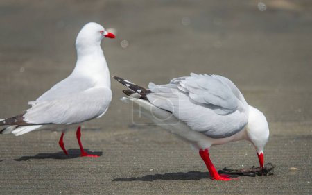 Téléchargez les photos : Deux goélands à bec rouge sur une côte - en image libre de droit