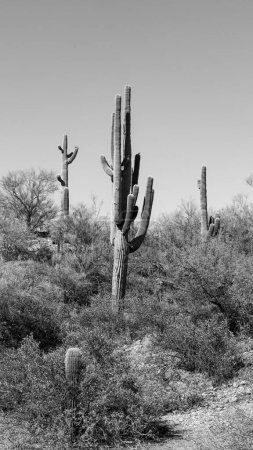 Foto de Un plano vertical a escala de grises de hermosos cactus en un desierto en Arizona, EE.UU. - Imagen libre de derechos