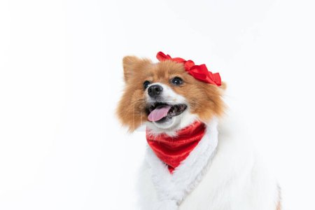 Photo for A beautiful Spitz dog with red decorations isolated on a white background - Royalty Free Image