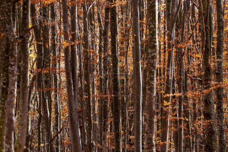 Téléchargez les photos : Troncs d'arbres dans une forêt de hêtres - en image libre de droit