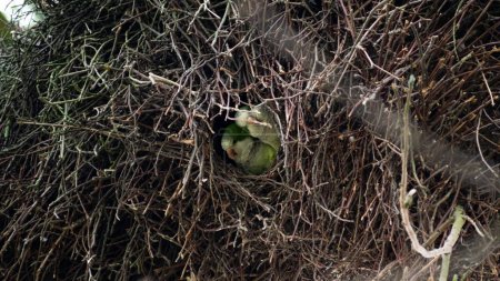 Un gros plan de perroquets de Brooklyn installés dans leur nid pendant la journée