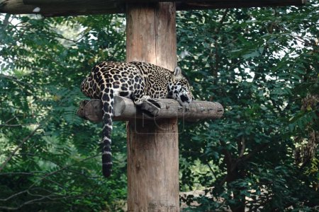 Téléchargez les photos : Gros plan d'une Jaguar dormant sur un pilier sur un tronc d'arbre dans un zoo - en image libre de droit