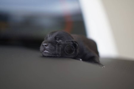 Téléchargez les photos : Un adorable chiot noir nouveau-né qui dort - en image libre de droit