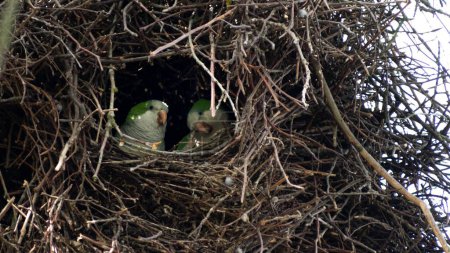 Photo for A closeup shot of Brooklyn parrots settled in their nest during daytime - Royalty Free Image