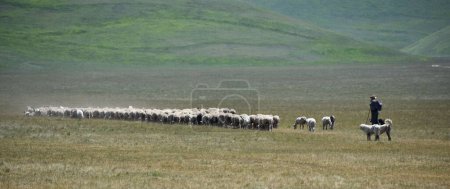 Téléchargez les photos : Vue panoramique d'un berger avec un troupeau de moutons au Grand Avion de Castelluccio di Norcia, Italie - en image libre de droit
