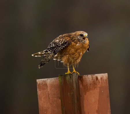 Téléchargez les photos : Un petit faucon à épaulettes debout sur un poteau métallique avec un fond flou - en image libre de droit